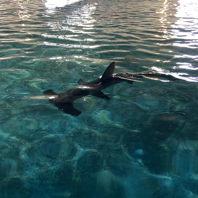 海洋生物互動展館，近距離觀賞與餵食鯊魚