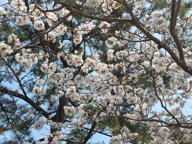 搭DANUBI列車暢遊釜山國家地質公園~太宗台，賞櫻花和玉蘭花。