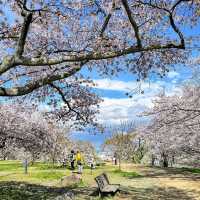 三神峰公園，仙台市民最愛的賞櫻踏青景點
