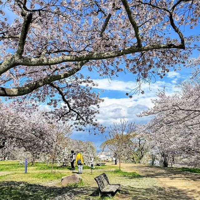 三神峰公園，仙台市民最愛的賞櫻踏青景點