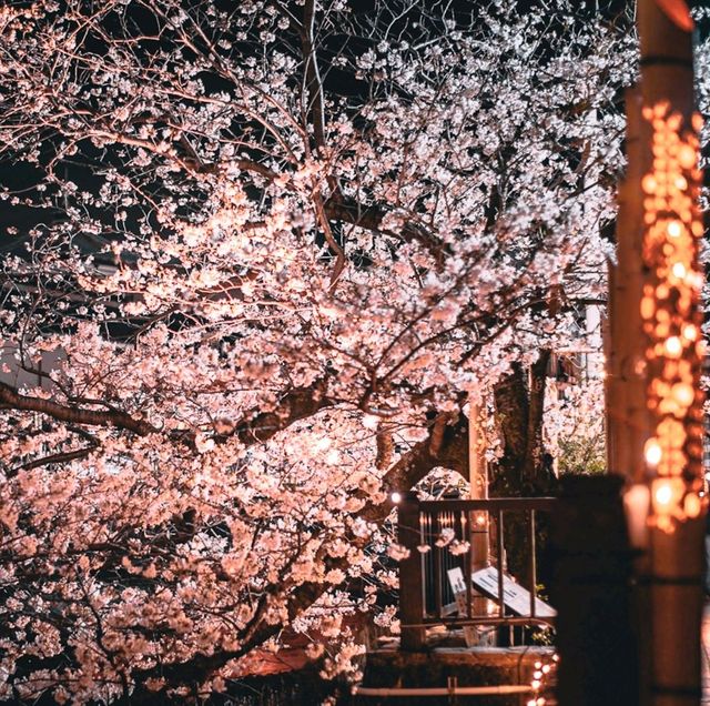 Sakura Serenity — Strolling Along Matsukawa River in Ito