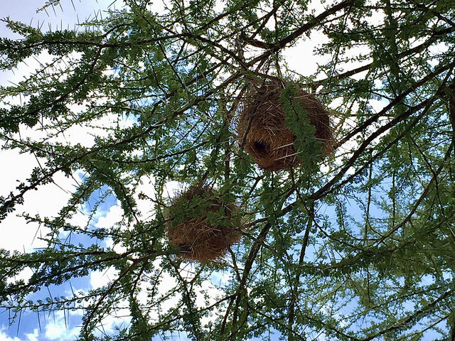 Pimbi Public Campsite｜原始野趣的塞倫蓋提露營體驗
