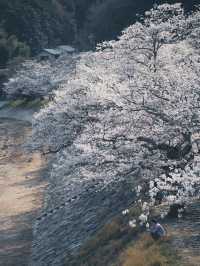 【おすすめ花見スポット】山口県の岩国錦帯橋