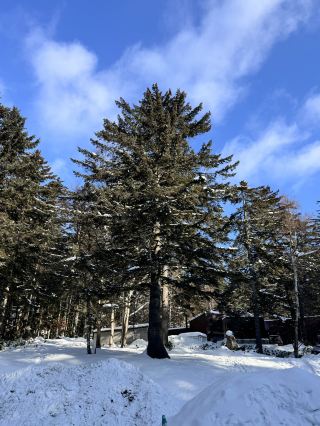 Sapporo's Best Resort: Hoshino Resorts TOMAMU!