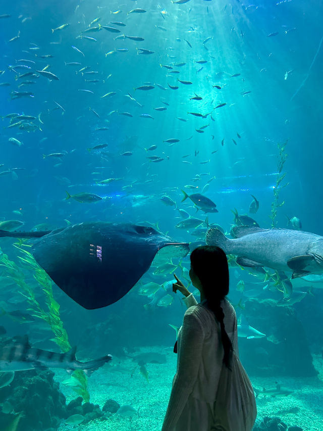 아시아 최대 규모 아쿠아리움 🐟