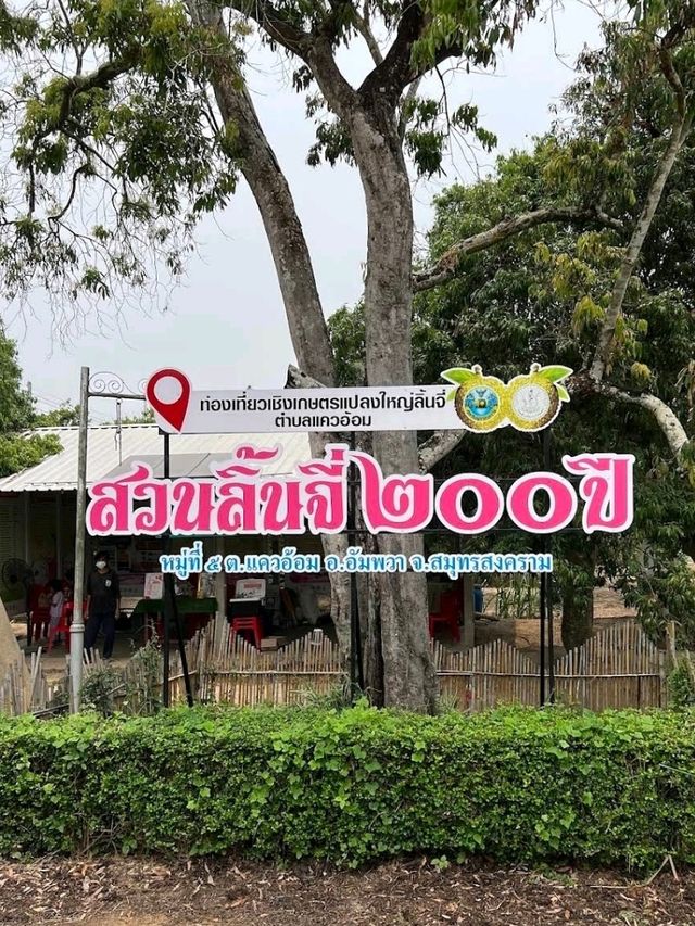 สวนลิ้นจี่200ปี (พันธุ์ค่อม)