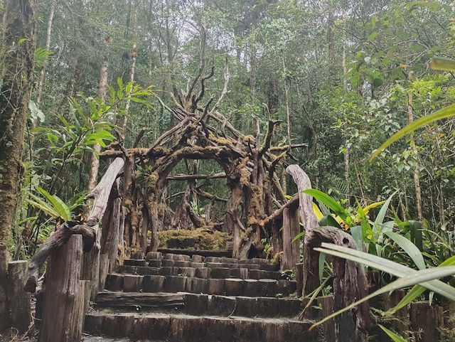 Kinabalu’s Secret Garden: Where Flowers Are Louder Than Tourists!"🌸🌿