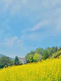 Samcheok Maengbang Canola Flower Fields Travel 