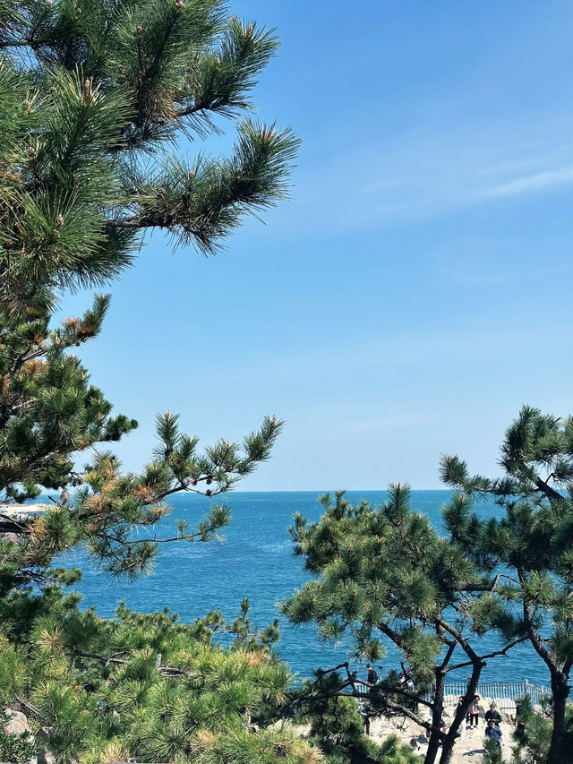 Spring Magic at Korea’s Most Beautiful Seaside Temple 