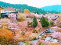 Mount Yoshino Cherry Blossoms: Japan’s Most Epic Sakura Destination