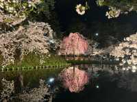 Petals and Palaces: The Magic of Hirosaki’s Cherry Blossoms