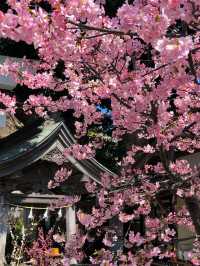 Kamakura Cherry Blossom Season: 2 Beautiful Spots to Enjoy Sakura 🌸