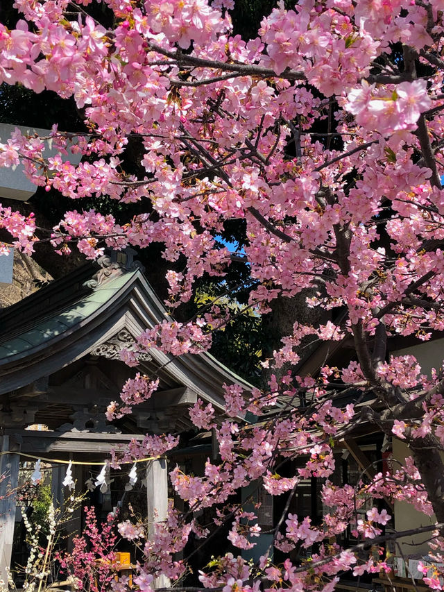 Kamakura Cherry Blossom Season: 2 Beautiful Spots to Enjoy Sakura 🌸