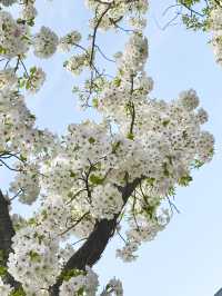 千葉県のイチオシ花見スポット🌸