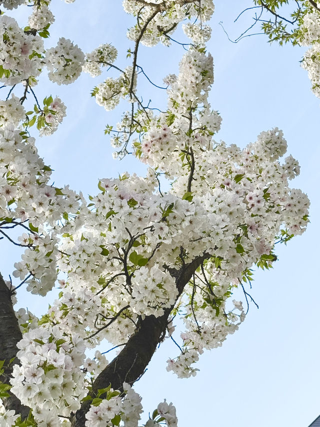 千葉県のイチオシ花見スポット🌸