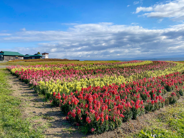 🌸 花と山の絶景！「フラワーランドかみふらの」で癒しのひととき
