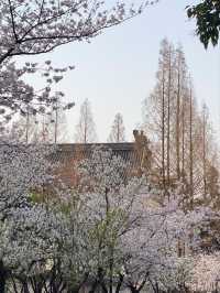 Jiming Temple Cherry Blossoms- Nanjing’s Most Sacred Sakura Spot