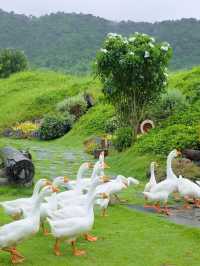 furry friends in the heart of Ratchaburi