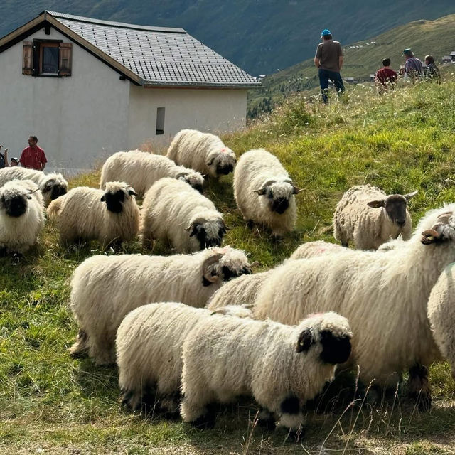 🏔️🔔 Alpine Magic at Gemmi Pass: My Day at the Shepherds’ Festival