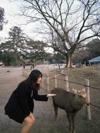 🦌奈良鹿公園探險🇯🇵
