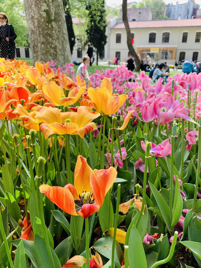 Magical Spring Journey Through Istanbul's Tulip Parks