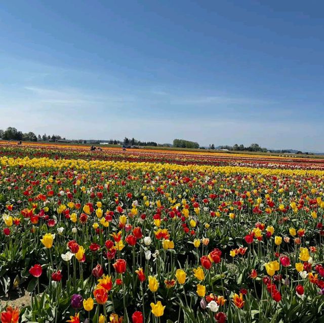 Skagit Valley Tulip Fields – Mount Vernon, WA
