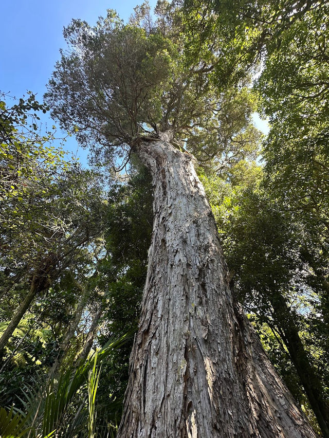 🌿 探訪Ōtari-Wilton’s Bush：城市中的原始森林秘境
