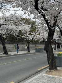 경주 여행코스 총정리🌸
