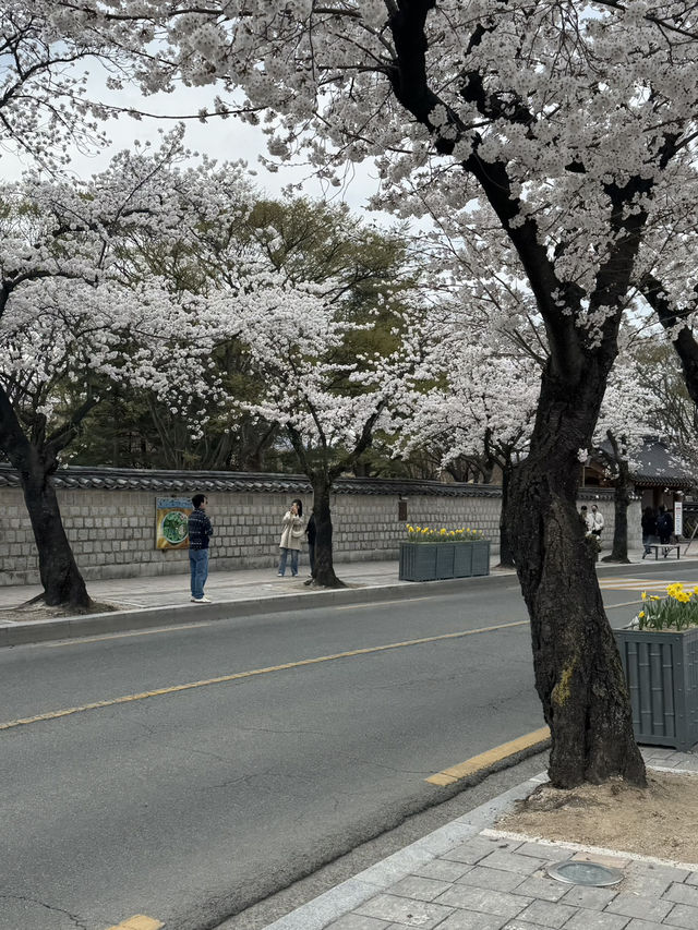 경주 여행코스 총정리🌸