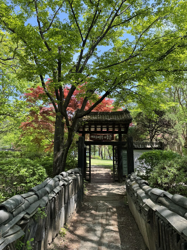 Day Trip to Nami Island 🇰🇷
