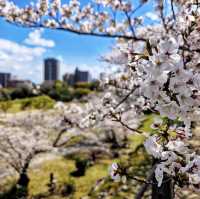 福岡舞鶴公園賞櫻去