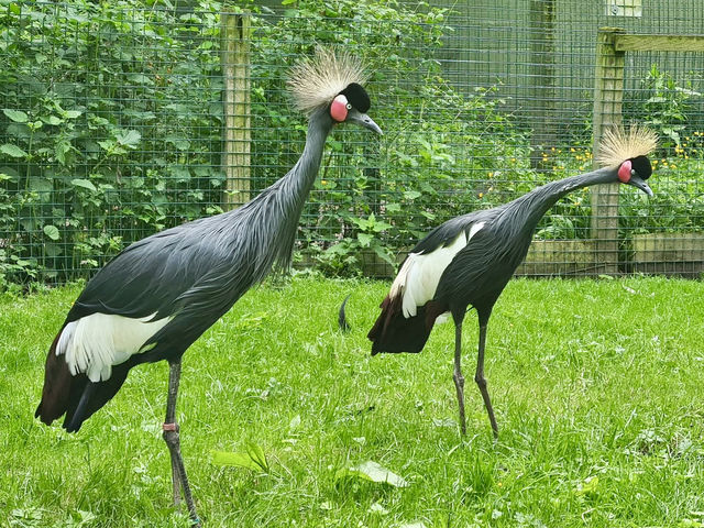 A Family Day Out at Lotherton Hall: Nature and Wildlife