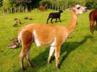 #愛歌頓農場Agrodome Farm-紐西蘭羅託魯亞