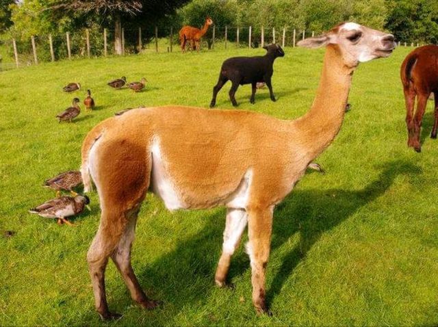 #愛歌頓農場Agrodome Farm-紐西蘭羅託魯亞
