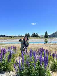 紐西蘭南島｜從雪白到花海｜Mount Cook｜Lake Tekapo 春季限定的魯冰花奇景