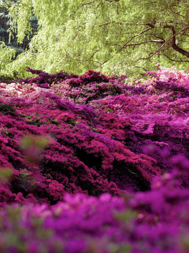 Spring Exclusive | Stumbled into Richmond’s Azalea Waterfall over Labour Day 🌸