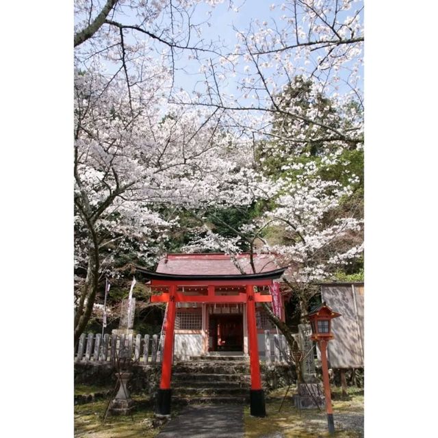 Wakayama Shrine’s a Hidden Spring Gem