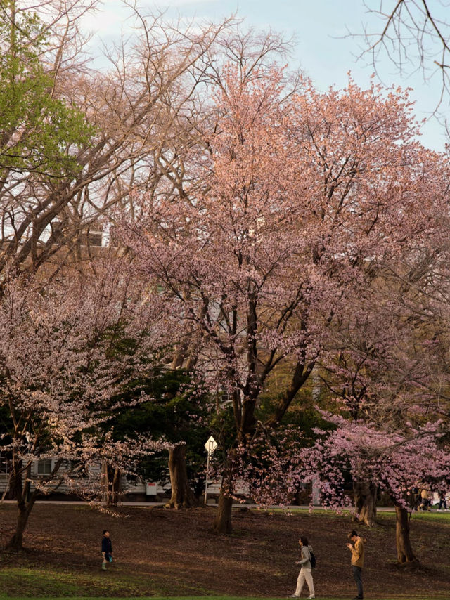 🌸 Don't Miss the Cherry Blossoms at Hokkaido University! 🌸