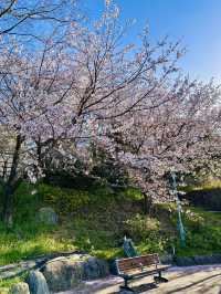 Rising Into Spring: Sakura by Sky at Glover Garden