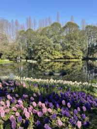 🌷 Taiziwan Tulip Festival | A Limited-Time Floral Wonderland in Hangzhou 🌷