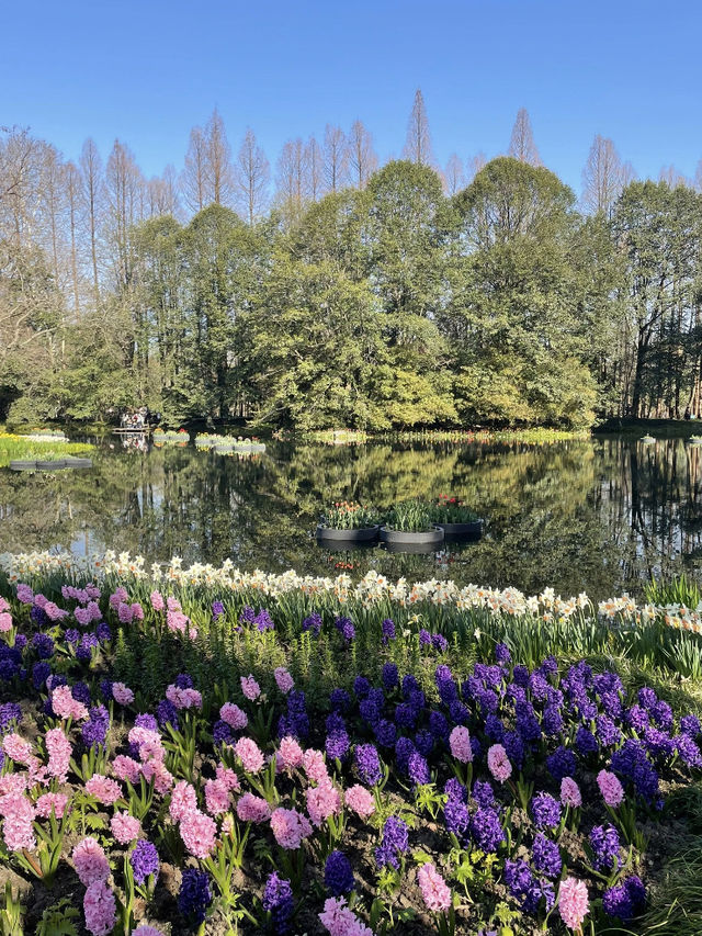 🌷 Taiziwan Tulip Festival | A Limited-Time Floral Wonderland in Hangzhou 🌷