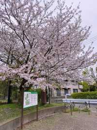  東京｜交通攻略｜東京經典賞櫻路線一日遊