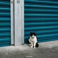 Houtong Cat Village
