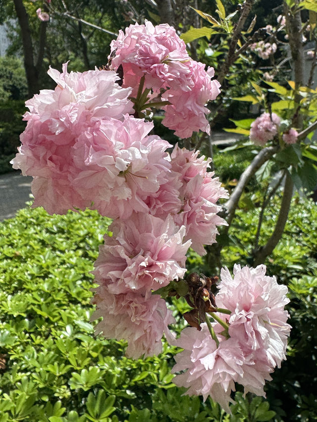 香港｜坑口文曲里公園｜香港深度遊的中式靜謐角落