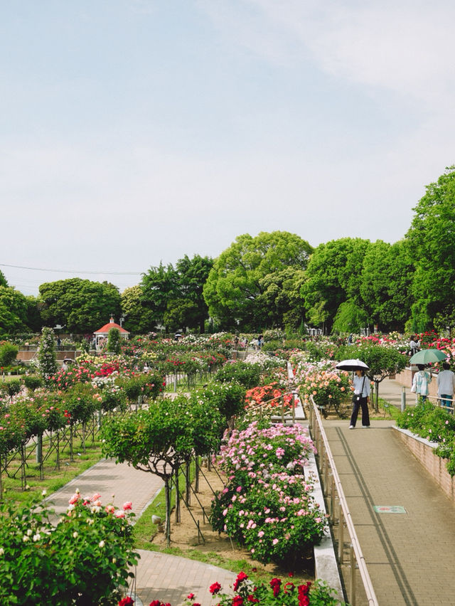 群馬県｜敷島公園門倉テクノばら園🌹