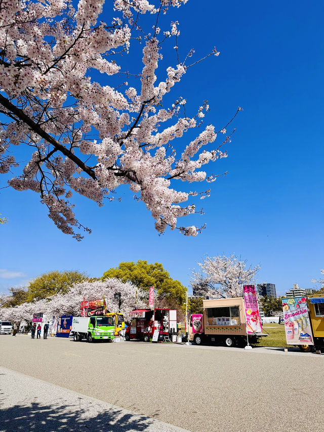 Mirror of Blossoms: A Stroll Around Ohori Park’s Sakura Ring