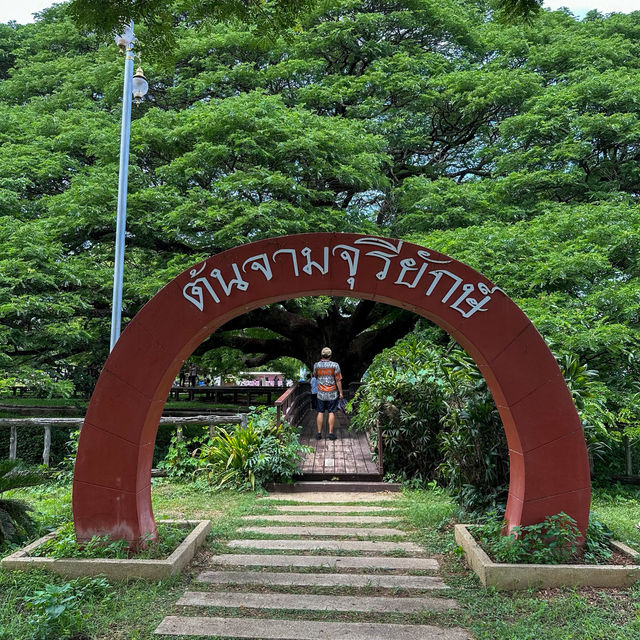 มัน ใหญ่ มาก🤩ต้นจามจุรียักษ์ กาญจนบุรี