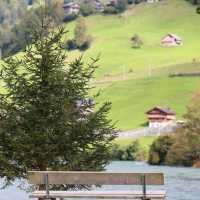 瑞士🇨🇭格林德瓦|童話里夢幻山坡🌲 