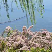 Xihai Wetland Park’s Hedgehog Flowers Are Absolutely Stunning!
