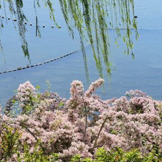 Xihai Wetland Park’s Hedgehog Flowers Are Absolutely Stunning!
